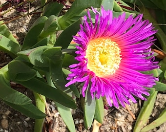 Hottentot Fig, Ice plant, Rooted plant OR cutting