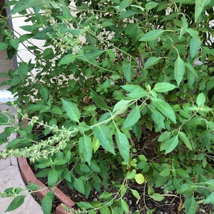Tulsi (ocimum sanctum) / Holy Basil LIVE Rooted Plant Or Seeds