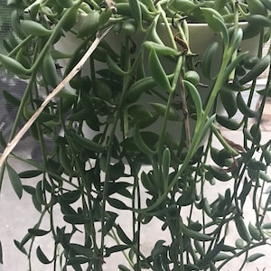 String of Bananas Rooted LIVE  plant OR CUTTING