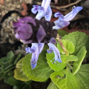 Scaredy Cat Plant, Coleus Caninus, Plectranthus Caninus image 2