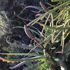 May include: Close-up of an aloe vera plant with long, green, spiky leaves and several flower stalks. The flower stalks are reddish-brown and green, with small, tightly packed buds. The background is a mix of green foliage.