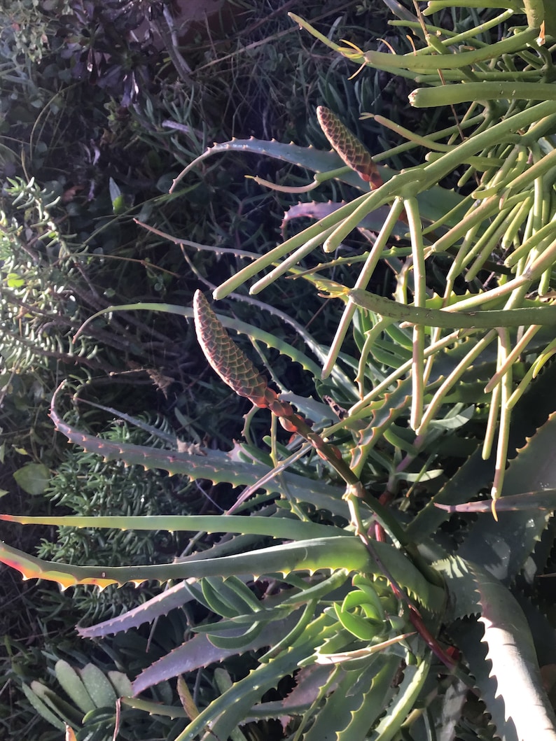 May include: Close-up of an aloe vera plant with long, green, spiky leaves and several flower stalks. The flower stalks are reddish-brown and green, with small, tightly packed buds. The background is a mix of green foliage.