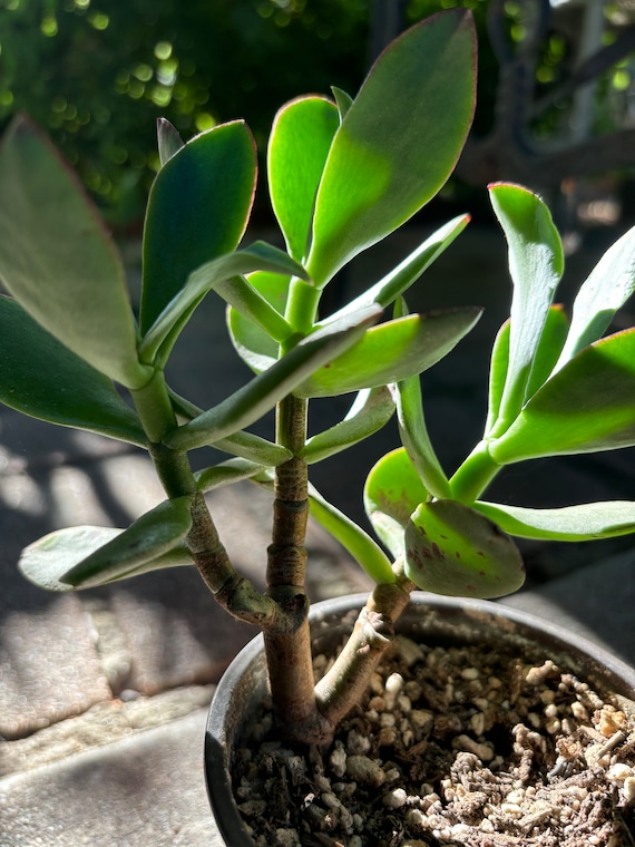 Crassula Arborescens 'blue Bird' Cutting(no Roots) or Rooted Live Plant -  Etsy