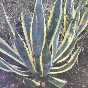 Agave Americana Variegated/ Century plant ROOTED LIVE plant