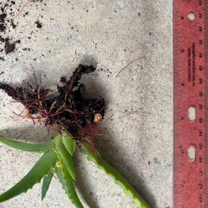 May include: An aloe vera plant with exposed roots and soil, next to a ruler. The plant has green, spiky leaves and reddish roots. The ruler shows inch measurements, with the plant measuring approximately 10 inches in length.