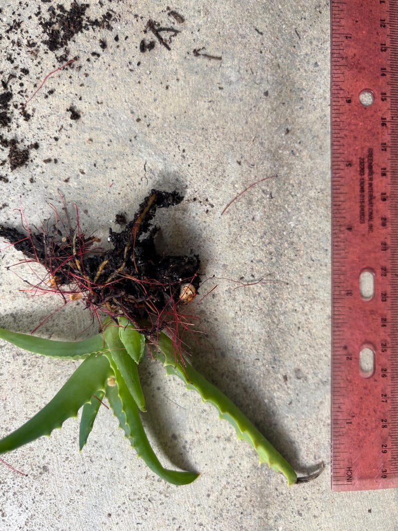 May include: An aloe vera plant with exposed roots and soil, next to a ruler. The plant has green, spiky leaves and reddish roots. The ruler shows inch measurements, with the plant measuring approximately 10 inches in length.