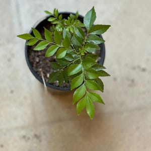 Curry Leaf Plant Live 4&quot; - 6&quot; Rooted Murraya Koenigii Seedling STARTER plant