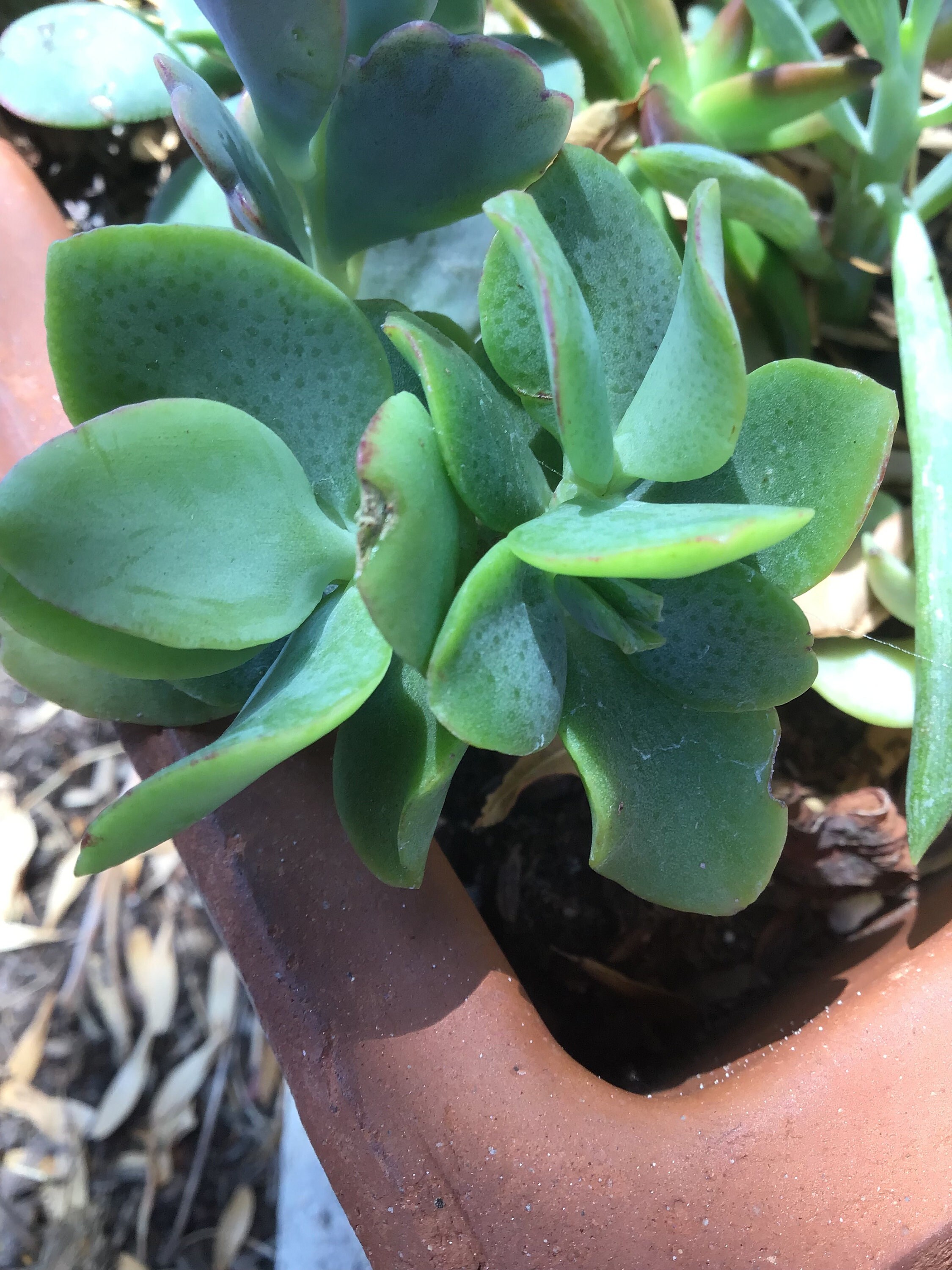 Ripple Jade, Curly Jade Rooted Plant, Crassula Arborescens, 34 Rooted