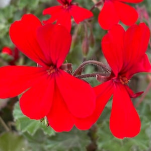 Red Ivy Geranium Live Rooted plant OR Cutting (NO ROOTS)