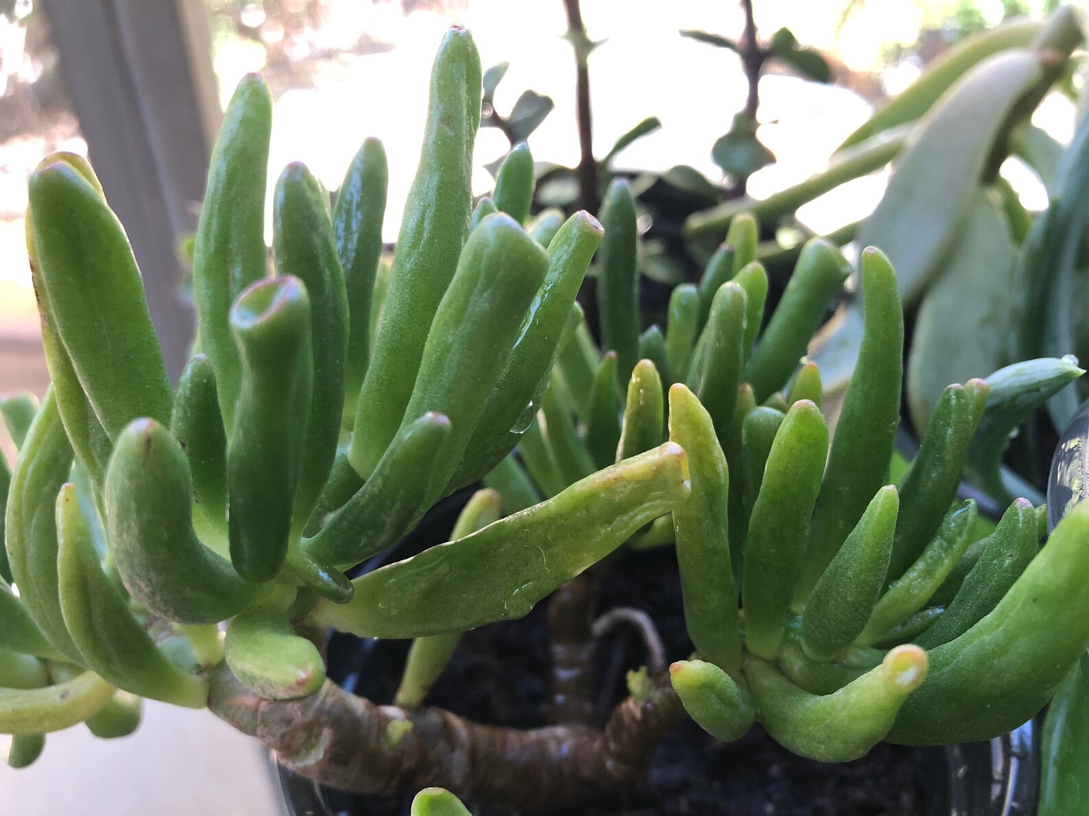 Gollum Jade Plant Shreks Ears Crassula Ovata Live Plant Etsy My XXX