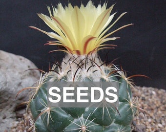 Coryphantha calipensis FO-195 - Seeds