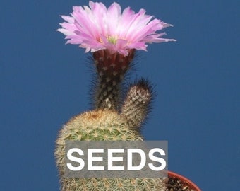 Echinocereus grandis L016 - Seeds