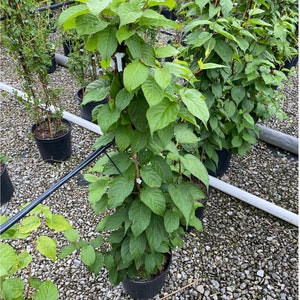Arctic Beauty Kiwi - Male - Actinidia kolomikta - Hardy - #3 gallon container