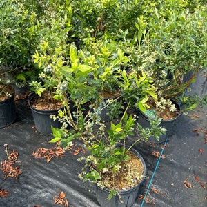Blueberry 'Top Hat' Plant, Vaccinium x 'TopHat' 3 gallon container image 2
