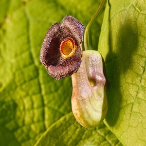 Aristolochia macrophylla/Aristolochia durior - 2 gal Container