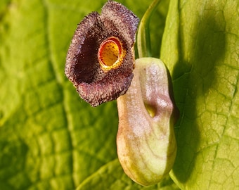 Aristolochia macrophylla/Aristolochia durior - 2 gal Container