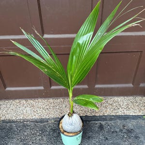 Dwarf Coconut Palm Tree - Cocos nucifera