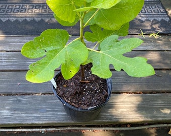 Chicago Hardy Fig - 1 gal Pot