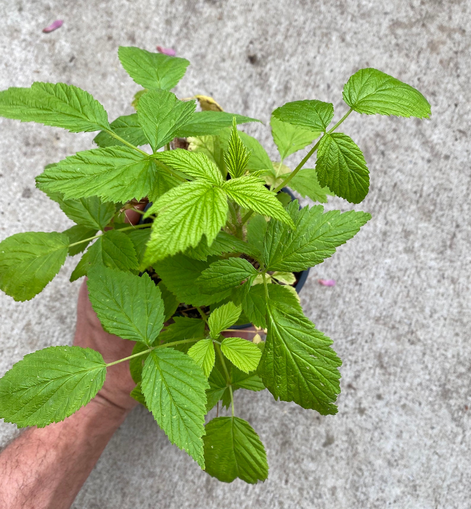 Golden Raspberry 'Fall Gold' Rubus idaeus var. Etsy