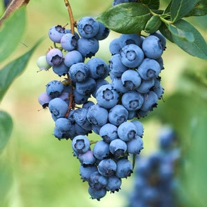 O&#39;neal Blueberry - Vaccinium x &#39;O&#39;neal&#39; 1 gallon pot
