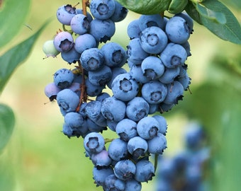 Southern Highbush Blueberry 'O'neal' - Vaccinium x 'O'neal' 1 gallon pot