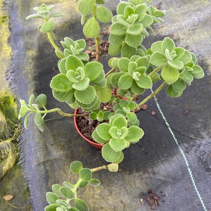 Cuban Oregano - Plectranthus Tomentosa 4" pot