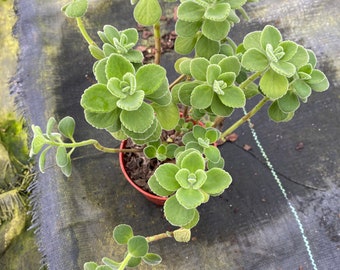 Cuban Oregano - Plectranthus Tomentosa 4" pot