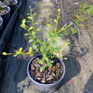 Tilleul d'Australie, Citrus australasica - Plante dans un récipient de 1 pinte