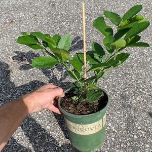 Ponderosa Lemon Tree #1 gallon Container