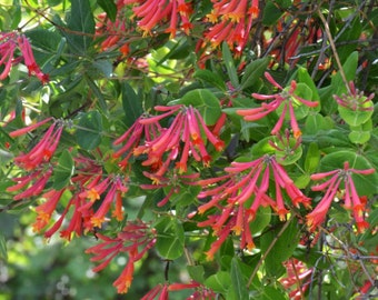 Lonicera sempervirens 'Major Wheeler' 3 gallon Pot