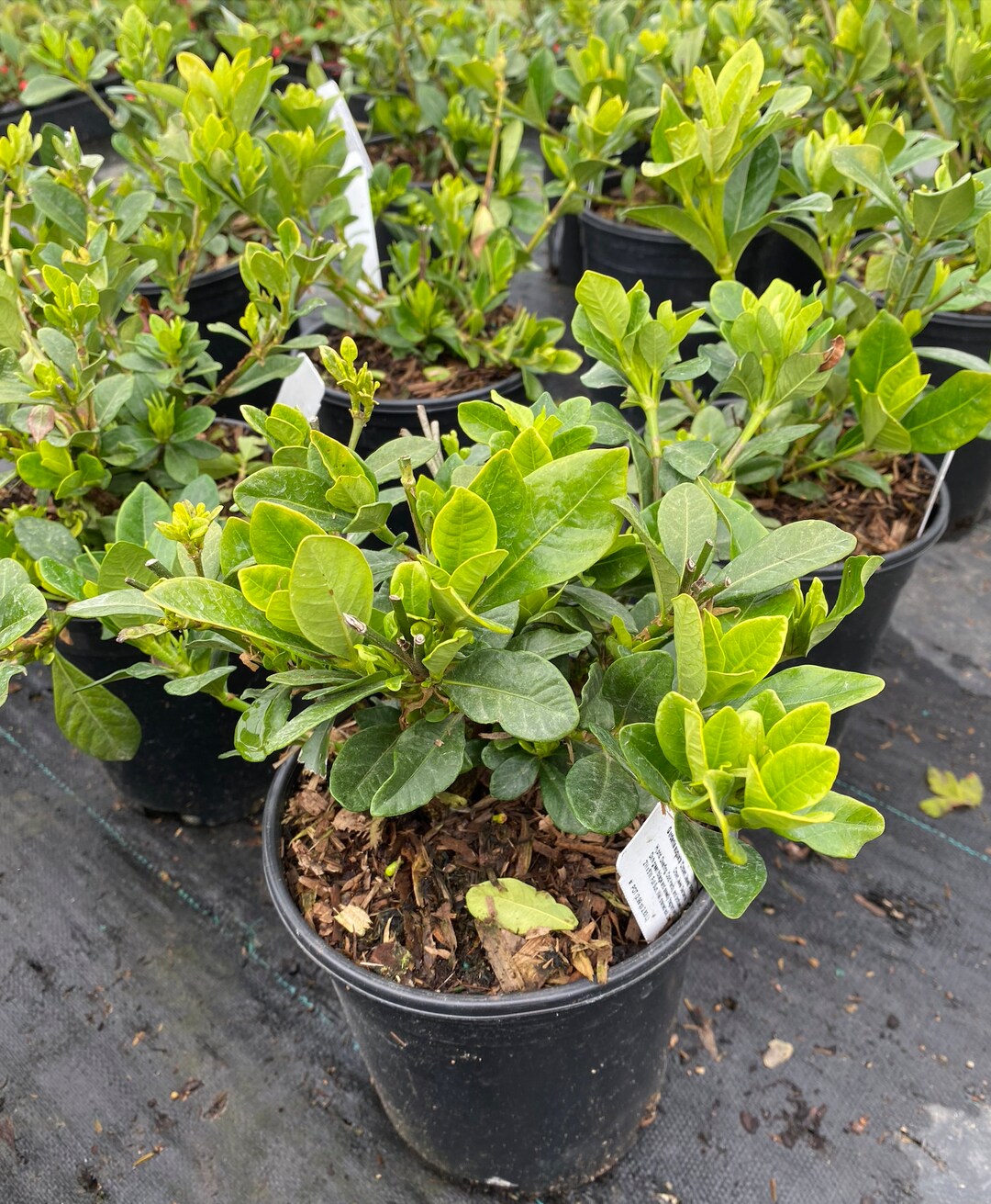 Gardenia 'crown Jewel' Gardenia Jasminoides 'crown Jewel' 1 Gal Pot Etsy