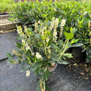 Clethra alnifolia - Summersweet - 1 Gallon Pot