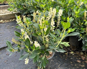 Clethra alnifolia ‘Sixteen Candles’ - Summersweet - 1 Gallon Pot