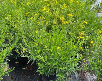 Hypericum kalmianum - Kalm's St. Johns wort 3 gallon pot