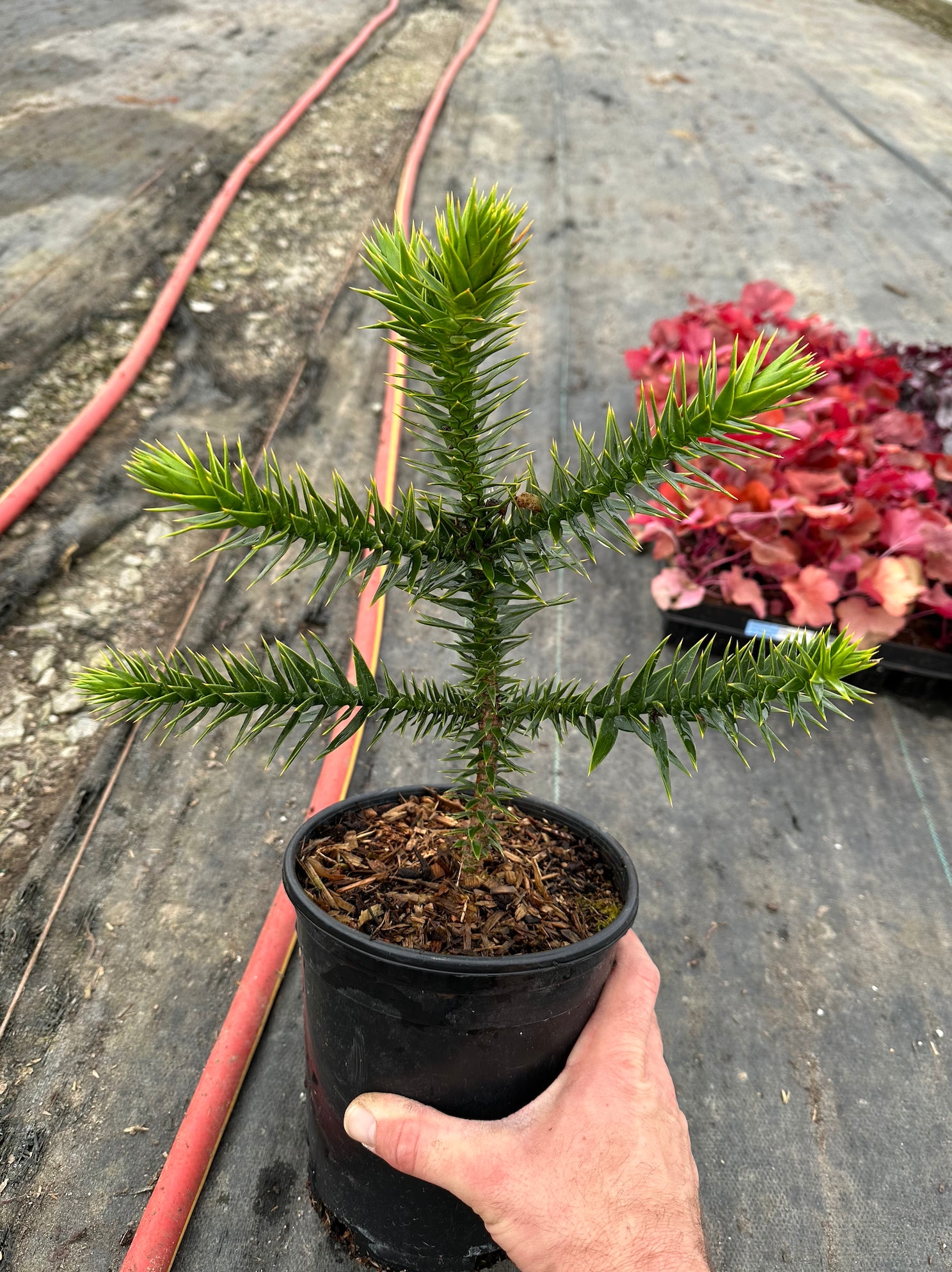 Monkey Puzzle Tree Fossil Slice araucaria Genuine Specimen -  Hong Kong