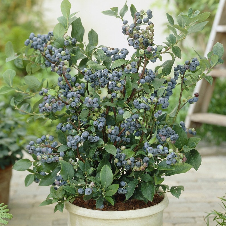 Blueberry 'Top Hat' Plant, Vaccinium x 'TopHat' 3 gallon container image 1