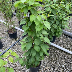 Actinidia arguta 'Issai' (Hardy Kiwi Vine) - 3 gal Pot - Self Fertile