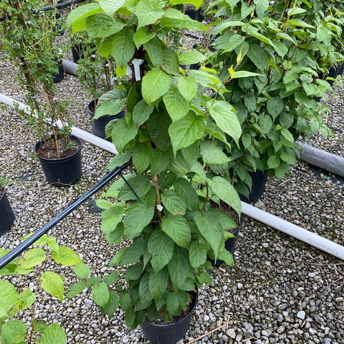 Actinidia arguta 'Issai' (Hardy Kiwi Vine) - 3 gal Pot - Self Fertile