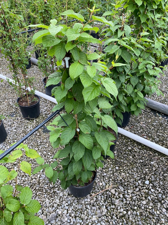 Actinidia Arguta 'issai' hardy Kiwi Vine 3 Gal Pot Self Fertile - Etsy  Norway