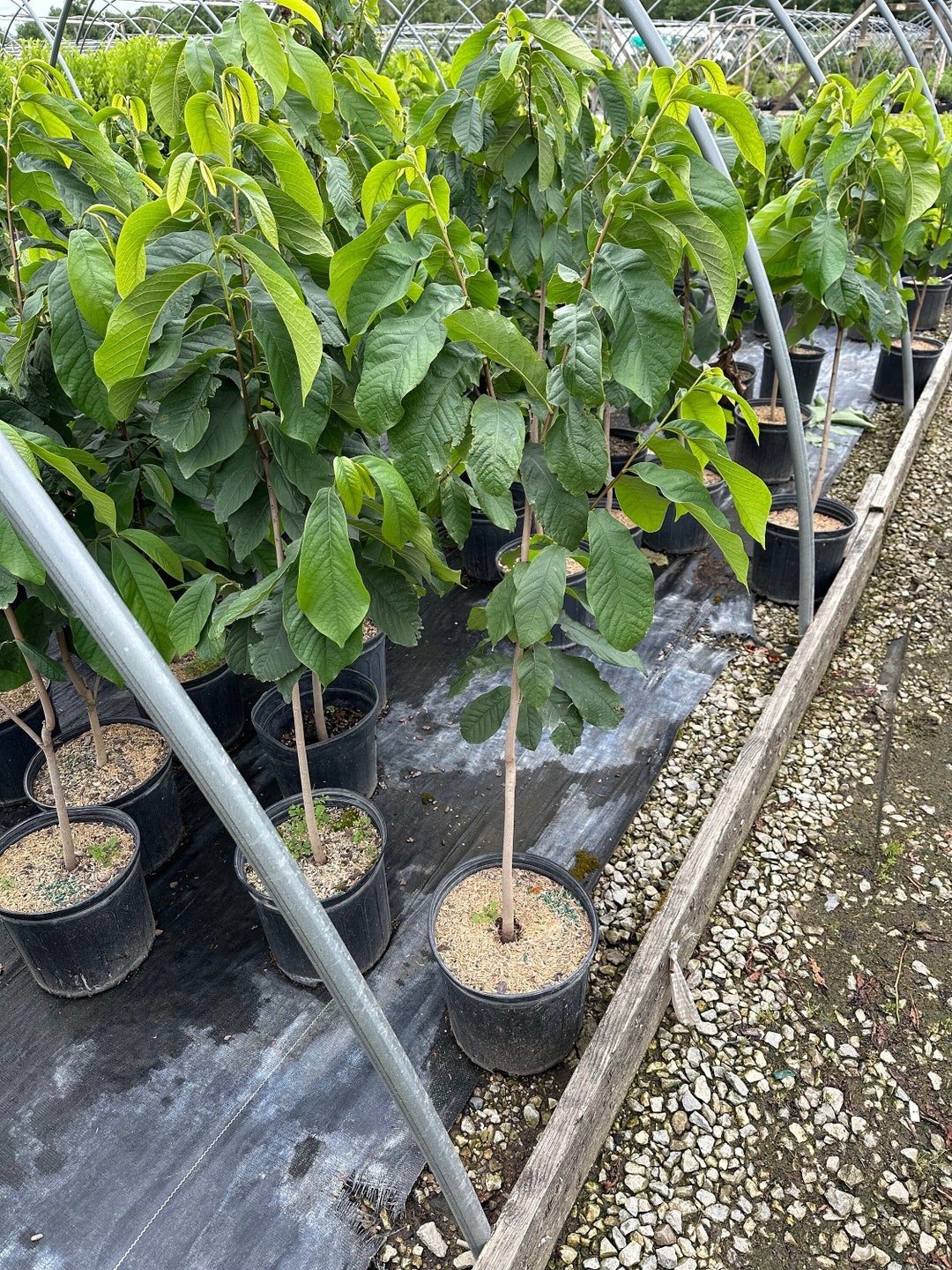 Pawpaw Tree, Asimina Triloba - 3 Gallon Container - Seed Grown - Etsy