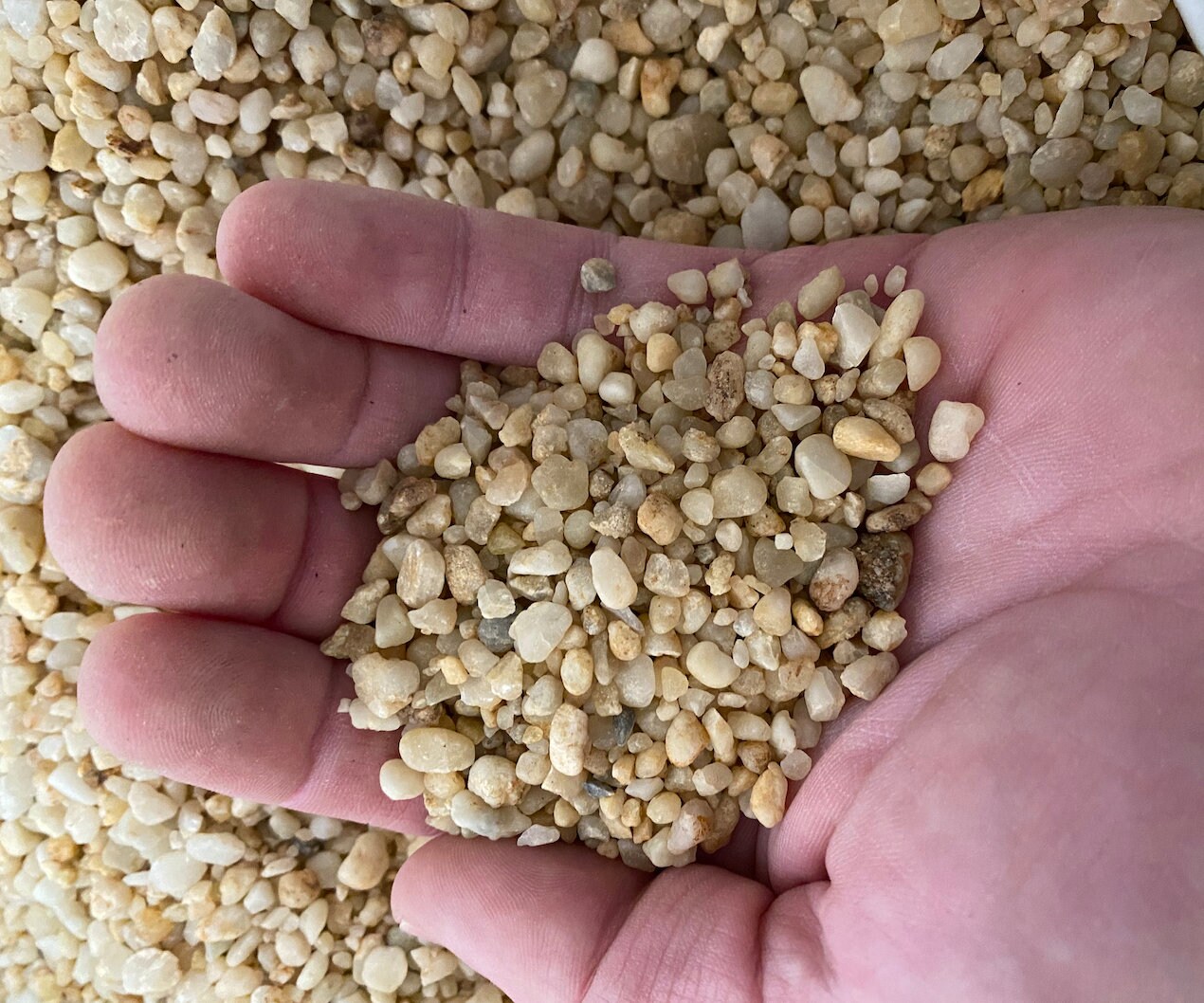 pea gravel pea gravel