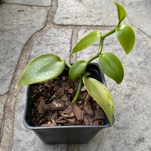 Vanilla planifolia vanilla orchid image 2