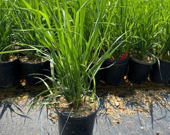 Sweetgrass - Hierochloe odorata 1 gal container