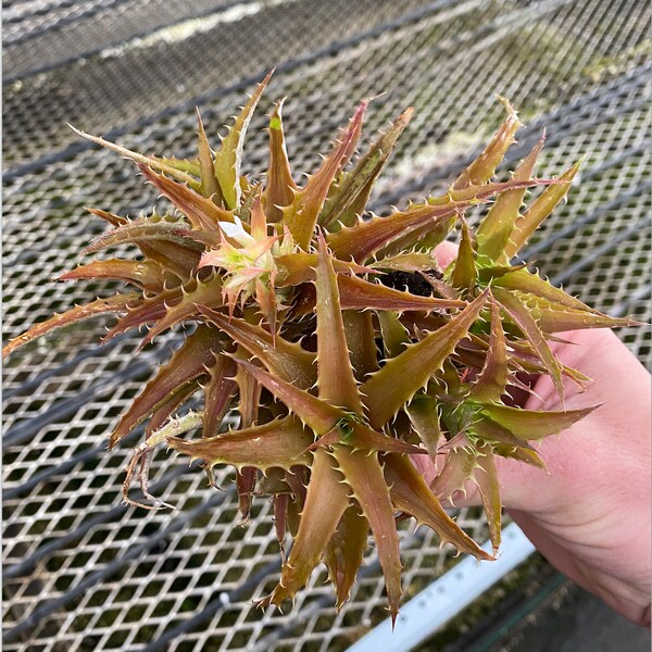 Orthophytum saxicola 'Orange Appeal' 4" Pot RARE Bromeliad