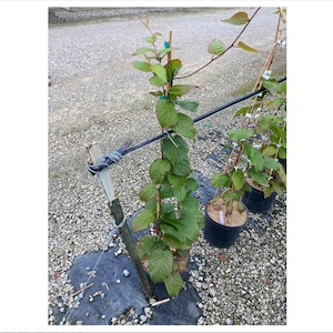 Red Beauty Kiwi - Female - Actinidia kolomikta - Hardy - #3 gallon container