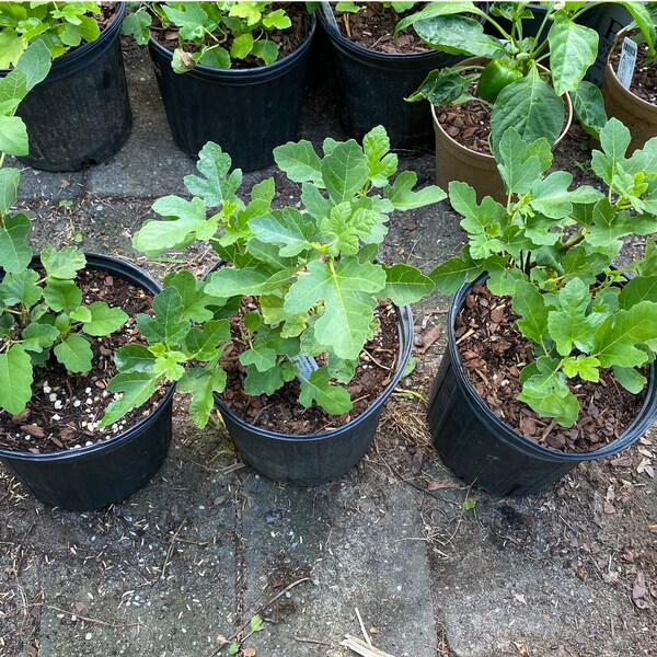 Dwarf Fig Tree - Etsy