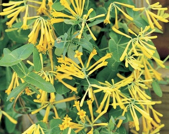 Lonicera sempervirens f. sulphurea 'John Clayton' 3 gallon Pot