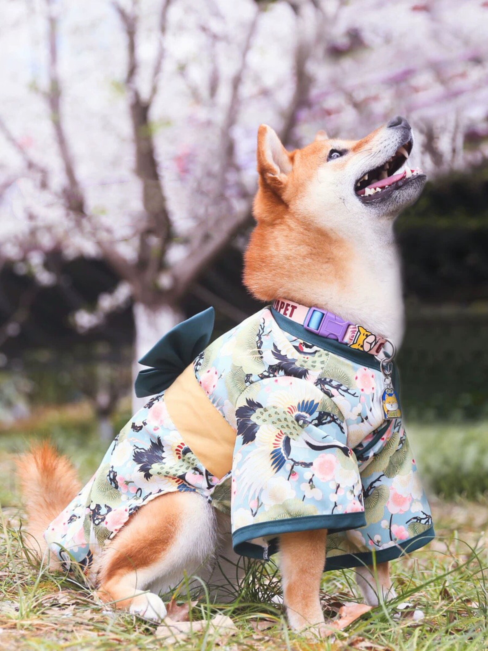 Shiba Inu Dog Outfit/Kimono For Dogs/Japanese Dog Kimono/Dog Etsy