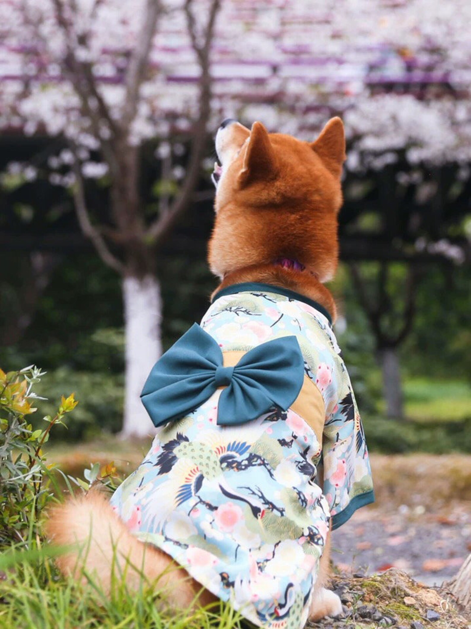 Shiba Inu Dog Outfit/Kimono For Dogs/Japanese Dog Kimono/Dog Etsy