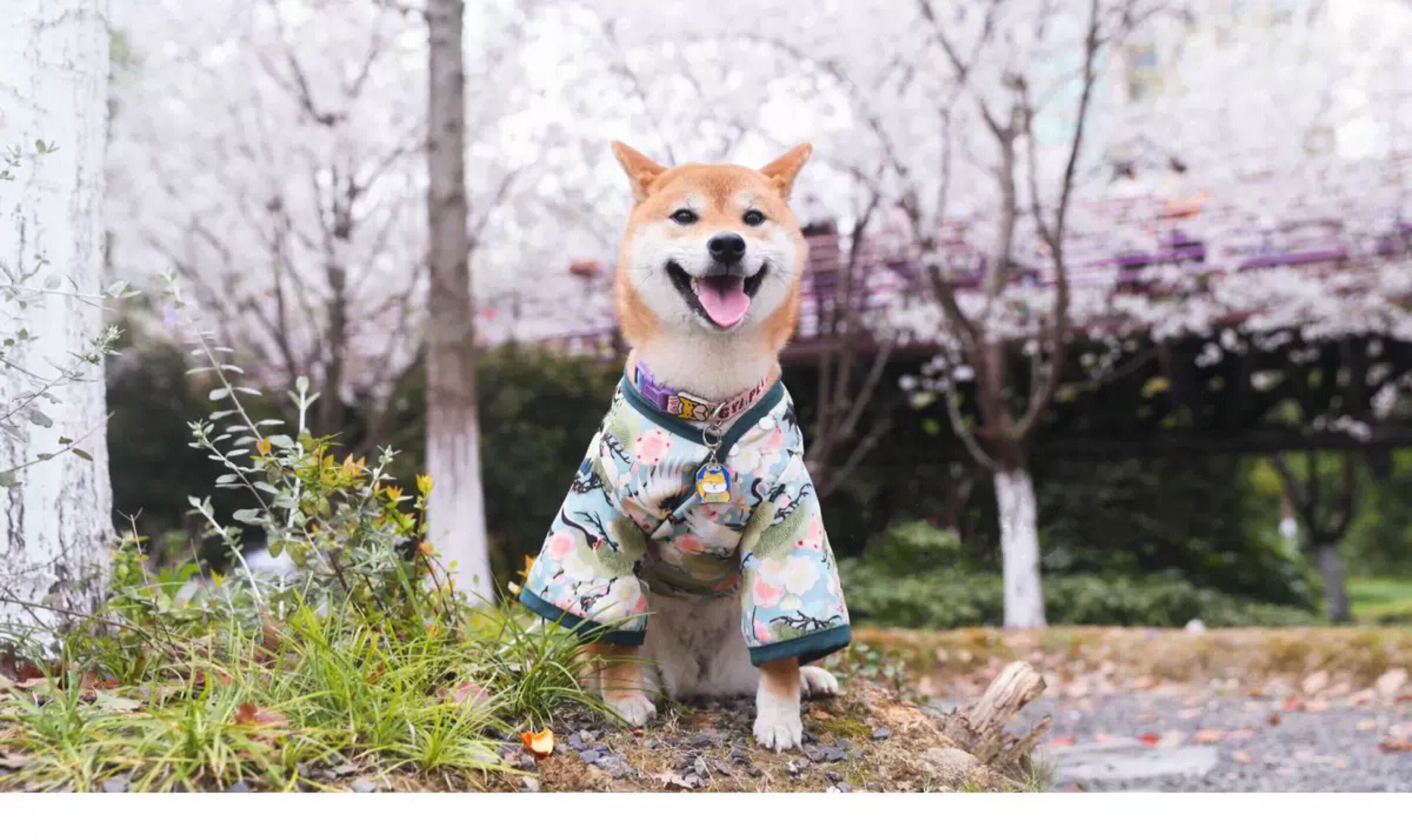 long haired black labrador